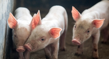 Asian countries warned that deadly African Swine Fever is ‘here to stay’ – utmost diligence required to avoid major damage to food security and livelihoods